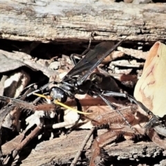 Fabriogenia sp. (genus) at Aranda, ACT - 18 Feb 2022