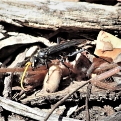 Fabriogenia sp. (genus) at Aranda, ACT - 18 Feb 2022