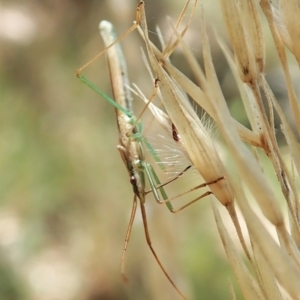 Mutusca brevicornis at Aranda, ACT - 18 Feb 2022