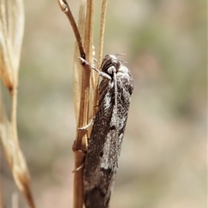 Philobota stella at Aranda, ACT - 18 Feb 2022 11:47 AM