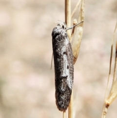 Philobota stella at Aranda, ACT - 18 Feb 2022 11:47 AM