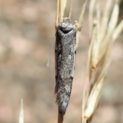 Philobota stella at Aranda, ACT - 18 Feb 2022 11:47 AM