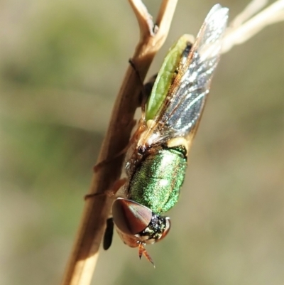 Odontomyia decipiens (Green Soldier Fly) at Aranda Bushland - 18 Feb 2022 by CathB