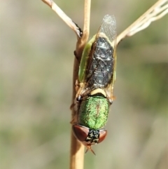 Odontomyia decipiens at Cook, ACT - 18 Feb 2022 10:54 AM