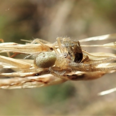 Sparassidae (family) (A Huntsman Spider) at Aranda Bushland - 14 Feb 2022 by CathB