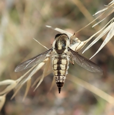 Trichophthalma nicholsoni (Nicholson's tangle-veined fly) at Aranda Bushland - 18 Feb 2022 by CathB