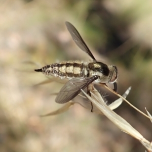 Trichophthalma nicholsoni at Aranda, ACT - 18 Feb 2022 11:52 AM