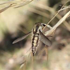 Trichophthalma nicholsoni at Aranda, ACT - 18 Feb 2022 11:52 AM