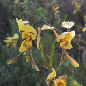 Diuris sulphurea at Tennent, ACT - suppressed