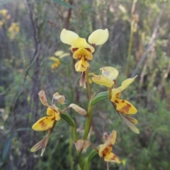 Diuris sulphurea at Tennent, ACT - suppressed