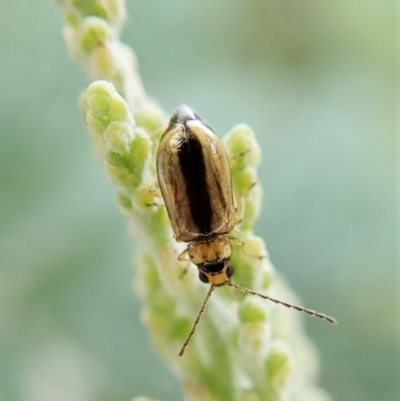 Monolepta froggatti (Leaf beetle) at Molonglo Valley, ACT - 20 Jan 2022 by CathB