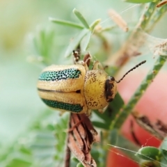 Calomela vittata (Acacia leaf beetle) at Molonglo Valley, ACT - 21 Jan 2022 by CathB