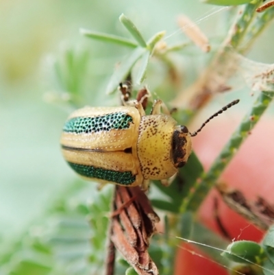 Calomela vittata (Acacia leaf beetle) at Aranda Bushland - 21 Jan 2022 by CathB