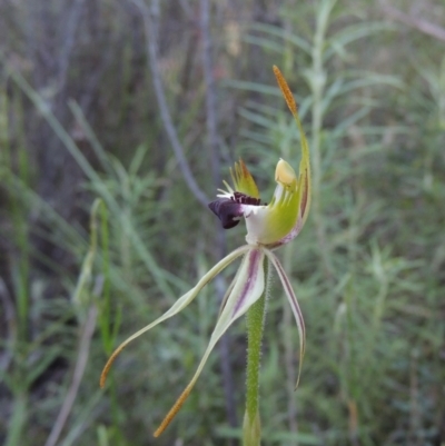 Caladenia parva (Brown-clubbed Spider Orchid) at Tennent, ACT - 9 Nov 2021 by MichaelBedingfield