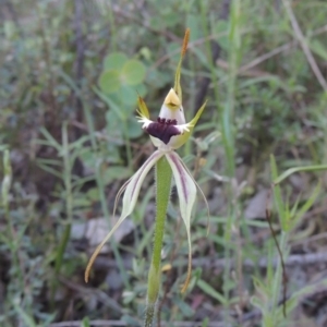 Caladenia parva at Tennent, ACT - 9 Nov 2021