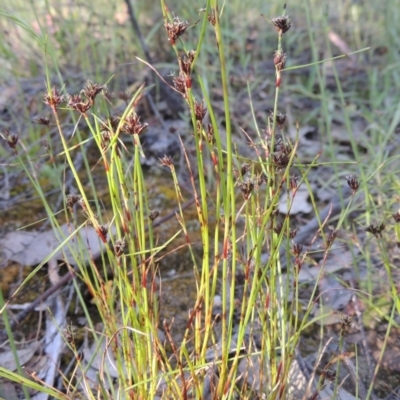 Schoenus apogon (Common Bog Sedge) at Tennent, ACT - 9 Nov 2021 by michaelb