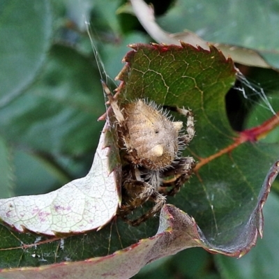 Araneinae (subfamily) (Orb weaver) at Crooked Corner, NSW - 14 Nov 2017 by Milly