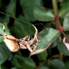 Araneinae (subfamily) at Crooked Corner, NSW - 14 Nov 2017