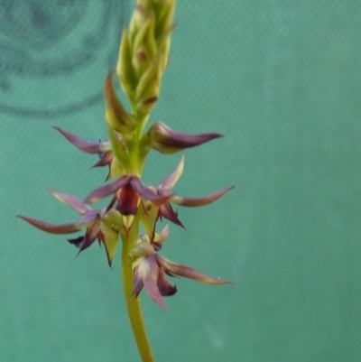 Corunastylis clivicola (Rufous midge orchid) at Queanbeyan West, NSW - 20 Feb 2022 by Paul4K