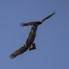 Aquila audax (Wedge-tailed Eagle) at Pialligo, ACT - 20 Feb 2022 by WarrenRowland