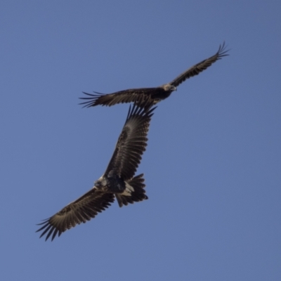 Aquila audax (Wedge-tailed Eagle) at Pialligo, ACT - 20 Feb 2022 by WarrenRowland