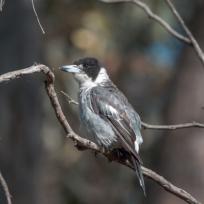 Cracticus torquatus (Grey Butcherbird) at Campbell Park Woodland - 19 Feb 2022 by WarrenRowland
