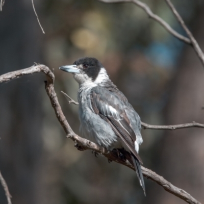 Cracticus torquatus (Grey Butcherbird) at Pialligo, ACT - 20 Feb 2022 by WarrenRowland