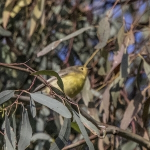 Gerygone olivacea at Pialligo, ACT - 20 Feb 2022 07:54 AM