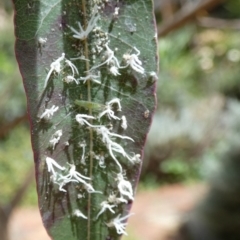 Protyora sterculiae (Kurrajong star psyllid) at Queanbeyan, NSW - 18 Feb 2022 by Paul4K