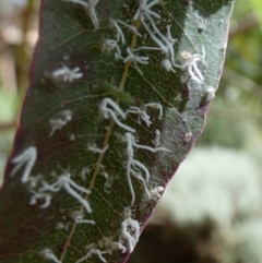 Protyora sterculiae at Queanbeyan, NSW - suppressed