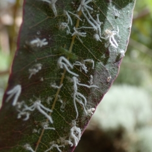 Protyora sterculiae at Queanbeyan, NSW - suppressed