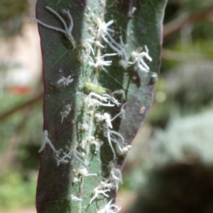 Protyora sterculiae at Queanbeyan, NSW - suppressed