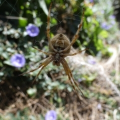 Backobourkia (genus) (An orb weaver) at Queanbeyan, NSW - 19 Feb 2022 by Paul4K
