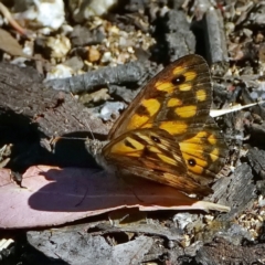 Geitoneura klugii (Marbled Xenica) at Acton, ACT - 17 Feb 2022 by DonTaylor