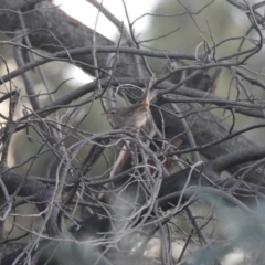 Hylacola pyrrhopygia (Chestnut-rumped Heathwren) at Carwoola, NSW - 17 Feb 2022 by Liam.m