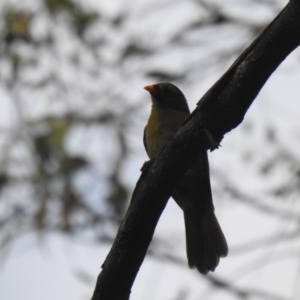 Manorina melanophrys at Araluen, NSW - 20 Feb 2022