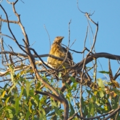 Ptilonorhynchus violaceus (Satin Bowerbird) at Coree, ACT - 19 Feb 2022 by wombey