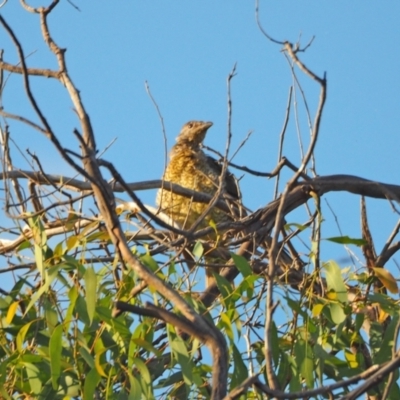 Ptilonorhynchus violaceus (Satin Bowerbird) at Coree, ACT - 19 Feb 2022 by wombey