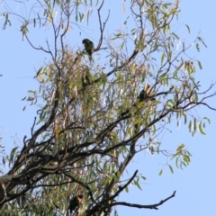 Trichoglossus moluccanus (Rainbow Lorikeet) at Killara, VIC - 18 Feb 2022 by KylieWaldon