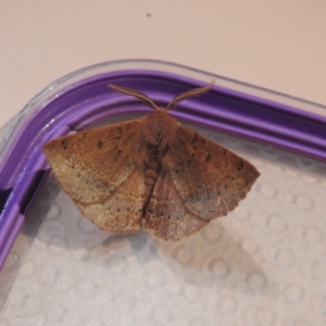 Anthela (genus) immature at Carwoola, NSW - 18 Feb 2022