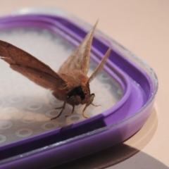 Anthela (genus) immature at Carwoola, NSW - 18 Feb 2022