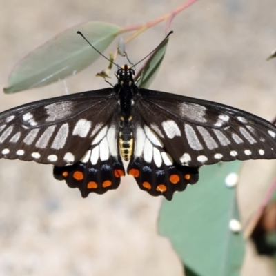 Papilio anactus (Dainty Swallowtail) at Acton, ACT - 18 Feb 2022 by DonTaylor