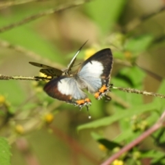 Jalmenus evagoras (Imperial Hairstreak) at Araluen, NSW - 20 Feb 2022 by Liam.m