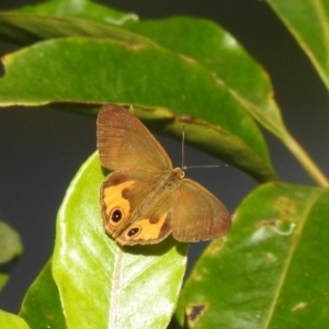 Hypocysta metirius at Araluen, NSW - suppressed