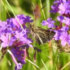 Pasma tasmanica (Two-spotted Grass-skipper) at Araluen, NSW - 20 Feb 2022 by Liam.m