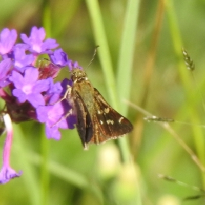 Pasma tasmanica (Two-spotted Grass-skipper) at Araluen, NSW - 19 Feb 2022 by Liam.m