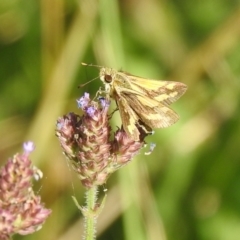 Ocybadistes walkeri (Green Grass-dart) at Araluen, NSW - 19 Feb 2022 by Liam.m