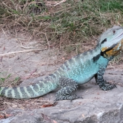 Intellagama lesueurii howittii (Gippsland Water Dragon) at Paddys River, ACT - 19 Feb 2022 by Anthonymollett