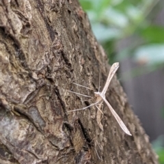 Stenoptilia zophodactylus (Dowdy Plume Moth) at Watson Green Space - 12 Feb 2022 by AniseStar