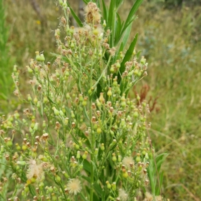 Erigeron bonariensis (Flaxleaf Fleabane) at O'Malley, ACT - 20 Feb 2022 by Mike